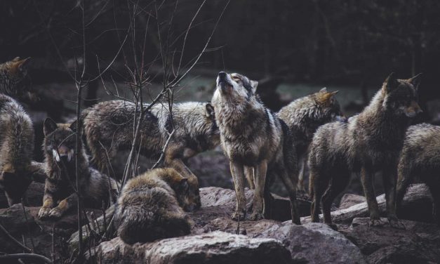 Werewolves of Rosebud
